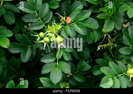 Rosa canina Rosa canina Rosa Mosqueta millefiori hips wildlflowers foglie verdi fronde frutti immaturi semi seedpods floreale RM Foto Stock