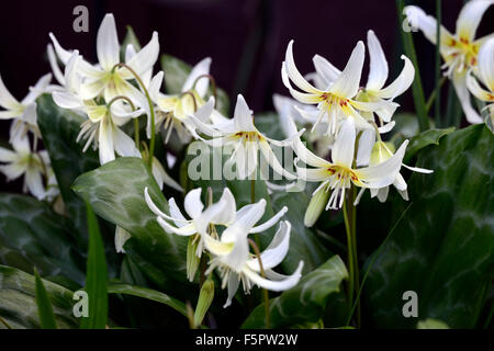 Erythronium californicum bellezza bianco fawn lily dogstooth molla viola bianco fiori fioritura ammassarsi colori colori cani dente Foto Stock