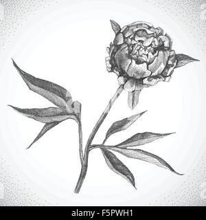 Fiore. Bianco e nero Dotwork Illustrazione Vettoriale