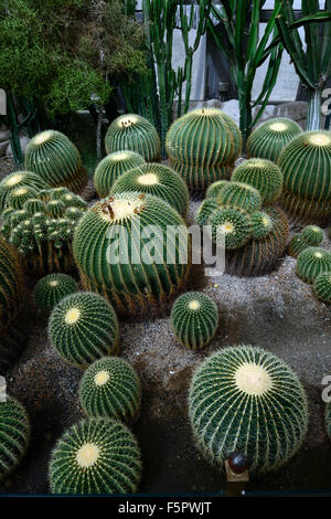 Echinocactus grusonii Golden Barrel Cactus cactus palla dorata suocera puntaspilli deserto serra di piante floreali RM Foto Stock