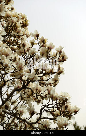 Magnolia denudata desr Yulan Magnolia fiore bianco fiori molla albero bloom blossom floreale RM Foto Stock