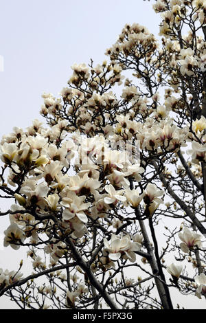 Magnolia denudata desr Yulan Magnolia fiore bianco fiori molla albero bloom blossom floreale RM Foto Stock