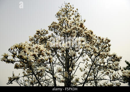 Magnolia denudata desr Yulan Magnolia fiore bianco fiori molla albero bloom blossom floreale RM Foto Stock