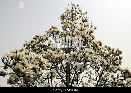 Magnolia denudata desr Yulan Magnolia fiore bianco fiori molla albero bloom blossom floreale RM Foto Stock