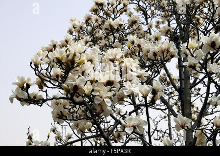 Magnolia denudata desr Yulan Magnolia fiore bianco fiori molla albero bloom blossom floreale RM Foto Stock