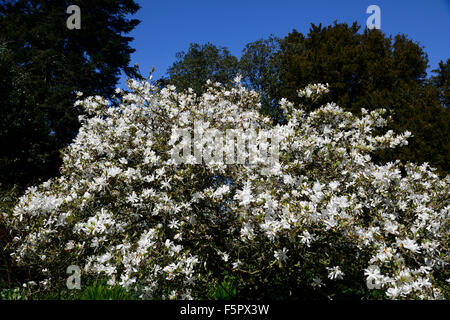 Magnolia stellata bianco fiori Flower molla albero alberi floreali RM Foto Stock