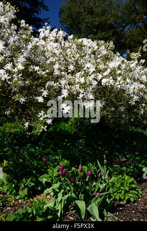 Magnolia stellata bianco fiore fiori viola tulip tulipani underplant underplanting tree alberi floreali RM Foto Stock