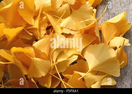 Golden ginkgo foglie su un banco di legno, Germania. Foto Stock