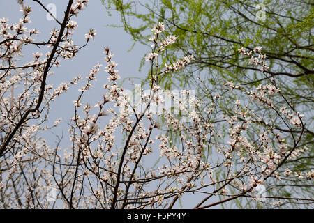 Prunus davidiana Franch fiore bianco fiori sbocciare fiori selvatici cinesi di pesco in primavera floreale RM Foto Stock