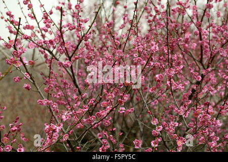 Prunus mume fiore fiori sbocciare fiori albicocca giapponese molla albero floreale RM Foto Stock