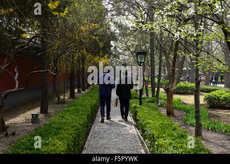Alberato molla del percorso di fiori di ciliegio coltivazione bianco giallo fiore fiori sbocciano i fiori sbocciano Yonghe Lamasery Pechino floreale RM Foto Stock