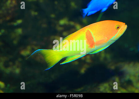 Piazza-spot fairy basslet (Pseudanthias pleurotaenia) in Giappone Foto Stock