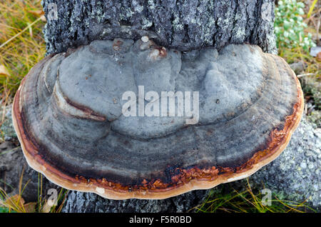 Un grande Fomitopsis pinicola su un vecchio pino dal nord della Svezia. Foto Stock