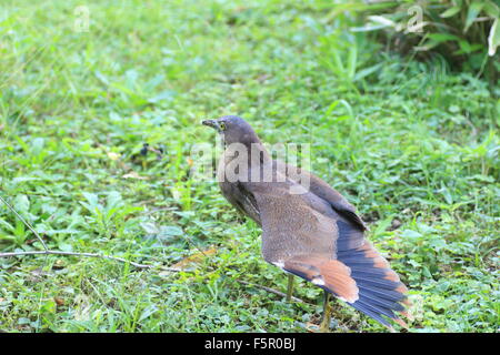 Notte Giapponese heron (Gorsachius goisagi) in Giappone Foto Stock