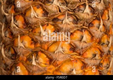 Succosa e pronto a mangiare ananas arancio luminoso esterno che mostra pattern di squame sovrapposte Foto Stock