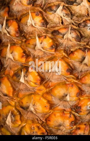 Succosa e pronto a mangiare ananas arancio luminoso esterno che mostra pattern di squame sovrapposte Foto Stock