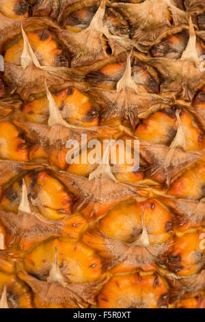 Succosa e pronto a mangiare ananas arancio luminoso esterno che mostra pattern di squame sovrapposte Foto Stock