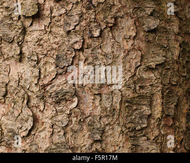 Close up di abeti di corteccia di albero Foto Stock