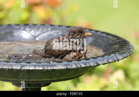 Close up di una femmina di merlo il raffreddamento in un bagno di uccelli Foto Stock
