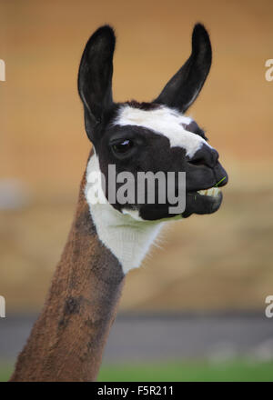 Una bella e divertente, close-up, testa-shot, di una graziosa Llama Foto Stock