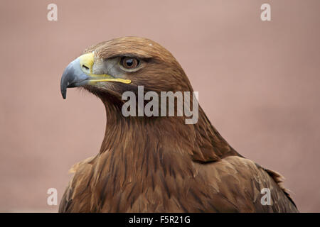 Un colpo di testa,, close-up di un bel golden eagle Foto Stock