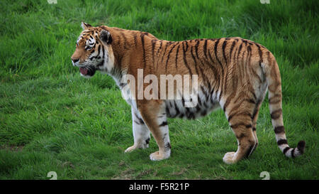 Una splendida tigre di Amur, noto anche come tigre siberiana permanente sulla erba verde Foto Stock