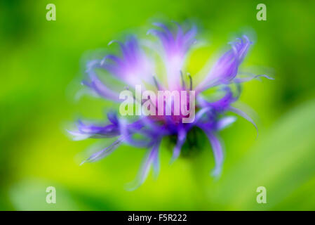 Immagine morbida di una Centaurea Montana fiore con sfondo verde. Foto Stock