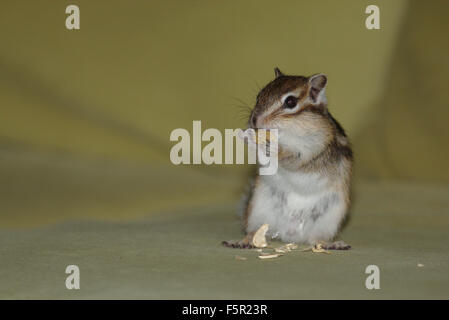 Siberian Scoiattolo striado (Tamias sibiricus) mangia i semi di zucca Foto Stock