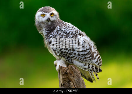 Civetta delle nevi (Bubo scandiacus), adulto, sul belvedere, Kasselburg, Eifel, Germania Foto Stock