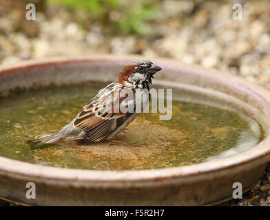 Primo piano di una casa passero godendo di una vasca da bagno Foto Stock