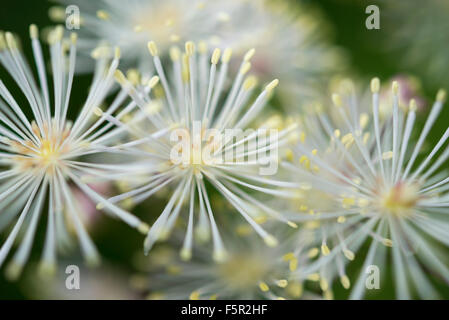 Close up di un fiore bianco Thalictrum aquilegifolium. Foto Stock