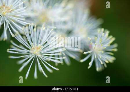 Close up di un fiore bianco Thalictrum aquilegifolium. Foto Stock