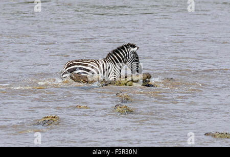 Le pianure zebra (Equus quagga), braccati dai coccodrilli del Nilo (Crocodylus niloticus) attraversando il fiume, il fiume di Mara, Masai Mara Foto Stock