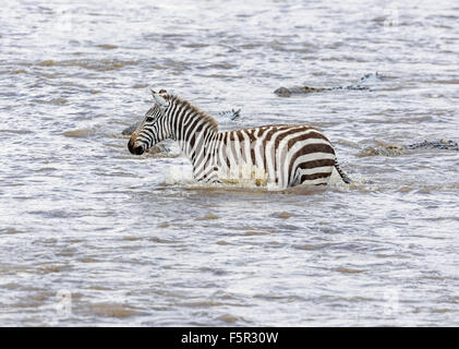 Le pianure zebra (Equus quagga) essendo seguita da coccodrilli del Nilo (Crocodylus niloticus) attraversando il fiume, il fiume Mara Foto Stock