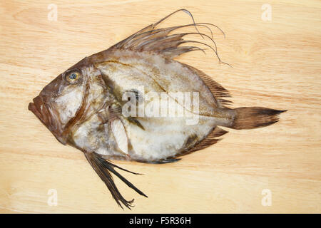 John Dory,St Pierre o Peter pesce su una tavola di legno Foto Stock