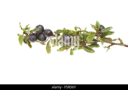 Prugnoli, Prunus spinosa o prugnolo, su un ramo isolato contro bianco Foto Stock