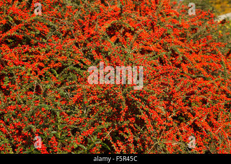 Pyracantha impianto - bacche Foto Stock