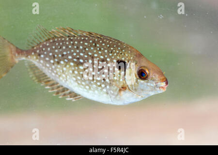 Chiazzato spinefoot (Siganus fuscescens) in Giappone Foto Stock