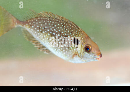 Chiazzato spinefoot (Siganus fuscescens) in Giappone Foto Stock