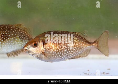 Chiazzato spinefoot (Siganus fuscescens) in Giappone Foto Stock