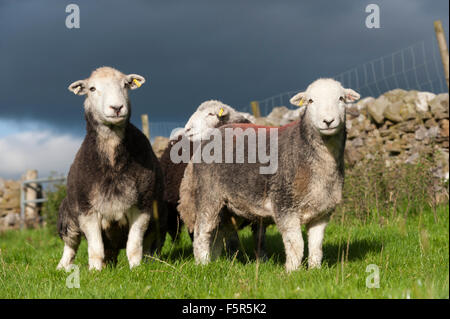 Herdwick pecore e agnelli su pascolo, Cumbria, Regno Unito Foto Stock