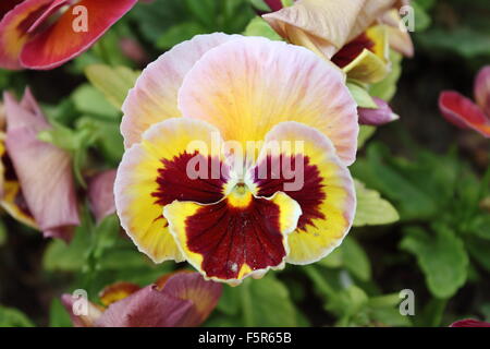 Primo piano di un bel bianco pansy flower (Viola Wittrockiana) Foto Stock