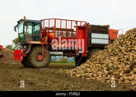 Combinare la raccolta delle barbabietole da zucchero Foto Stock