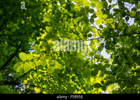 Wych Elm Ulmus glabra Peak District National Park Regno Unito Foto Stock