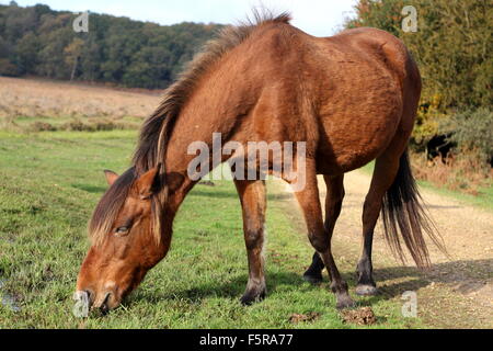 Nuovo Cavallino della foresta Foto Stock