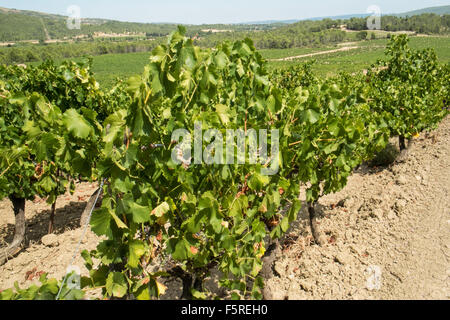 A Pechlatt,Pech-Latt vigneti,close up di vino la produzione di uve,nella produzione vinicola regione area di Lagrasse,Aude.Il sud della Francia. Foto Stock