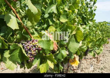 A Pechlatt,Pech-Latt vigneti,close up di vino la produzione di uve,nella produzione vinicola regione area di Lagrasse,Aude.Il sud della Francia. Foto Stock