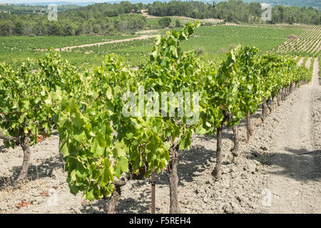 A Pechlatt,Pech-Latt vigneti,close up di vino la produzione di uve,nella produzione vinicola regione area di Lagrasse,Aude.Il sud della Francia. Foto Stock