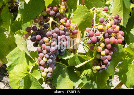 A Pechlatt,Pech-Latt vigneti,close up di vino la produzione di uve,nella produzione vinicola regione area di Lagrasse,Aude.Il sud della Francia. Foto Stock