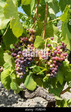 A Pechlatt,Pech-Latt vigneti,close up di vino la produzione di uve,nella produzione vinicola regione area di Lagrasse,Aude.Il sud della Francia. Foto Stock